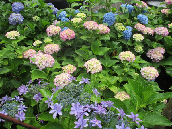 白山神社（圖片來源：X@bunkyo_flower）