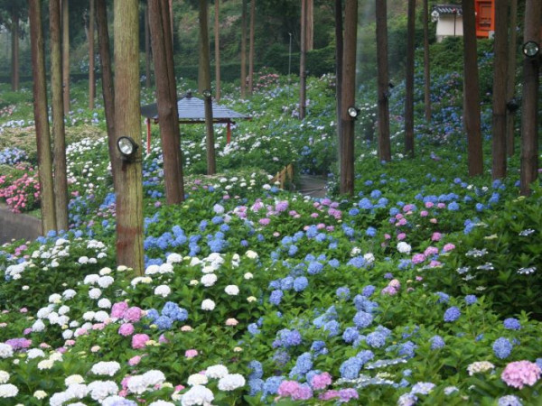 三室戶寺 （圖片來源：Another Kyoto）