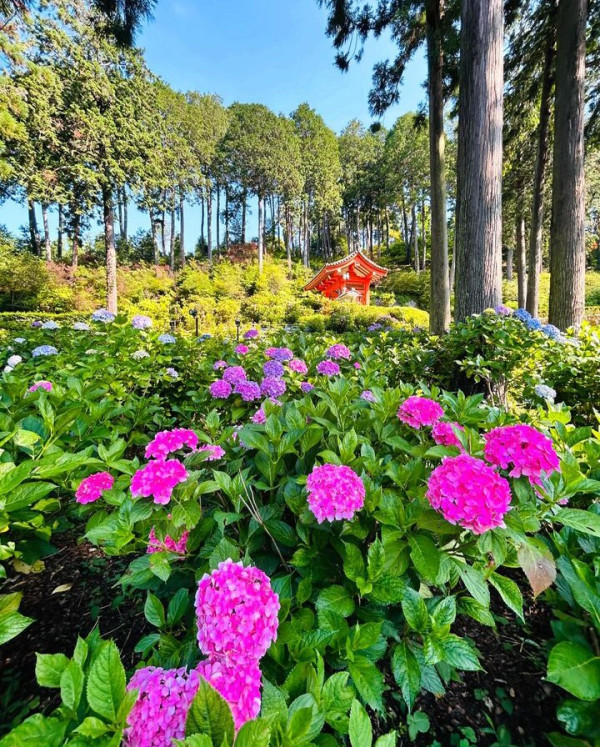 三室戶寺（圖片來源：X@mimurototemple）