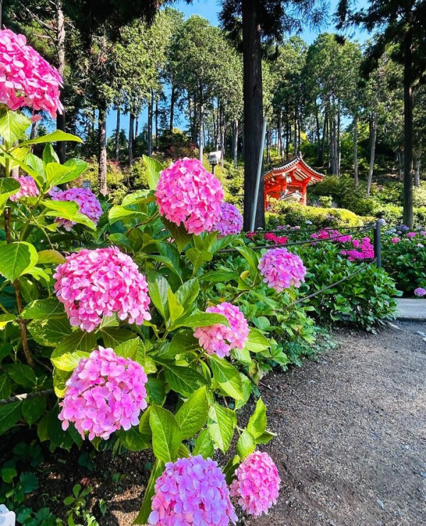 三室戶寺（圖片來源：X@mimurototemple）