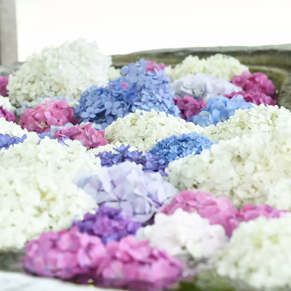 筥崎宮（圖片來源：X@hakozakigu_offi）