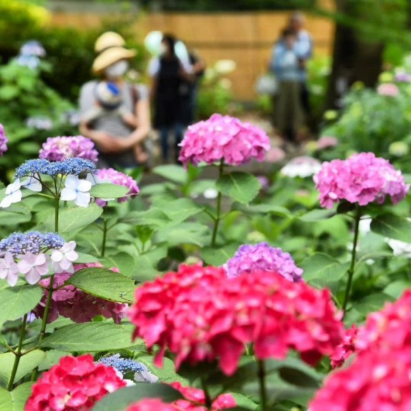 筥崎宮（圖片來源：X@hakozakigu_offi）