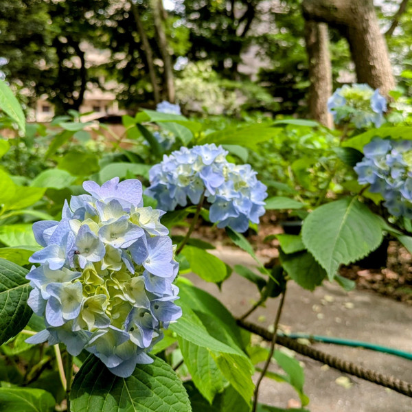 筥崎宮（圖片來源：X@hakozakigu_offi）