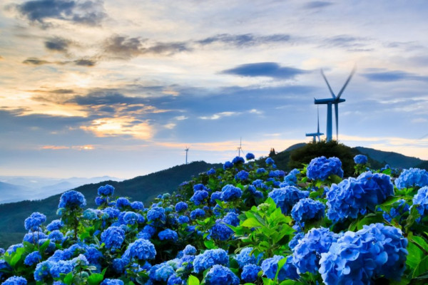 大川原高原（圖片來源：四國觀光推進機構）