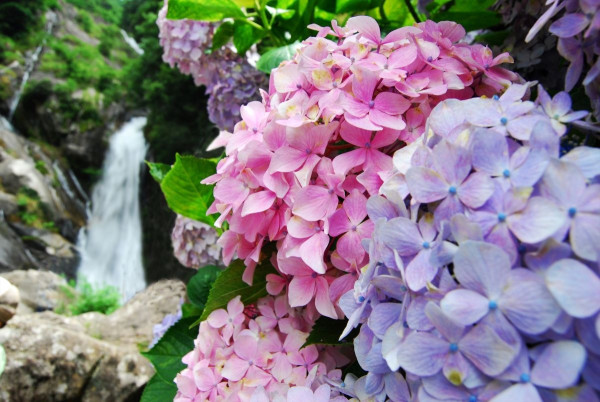 見返瀑布（圖片來源：佐賀縣公式觀光網站）