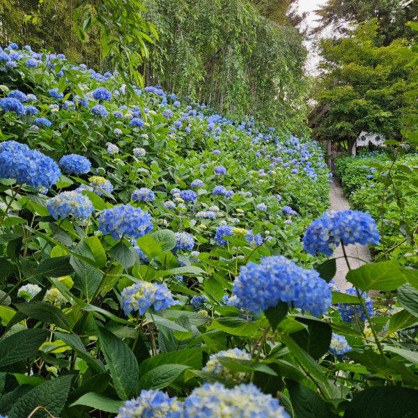 雲昌寺（圖片來源：Facebook@雲昌寺 ）