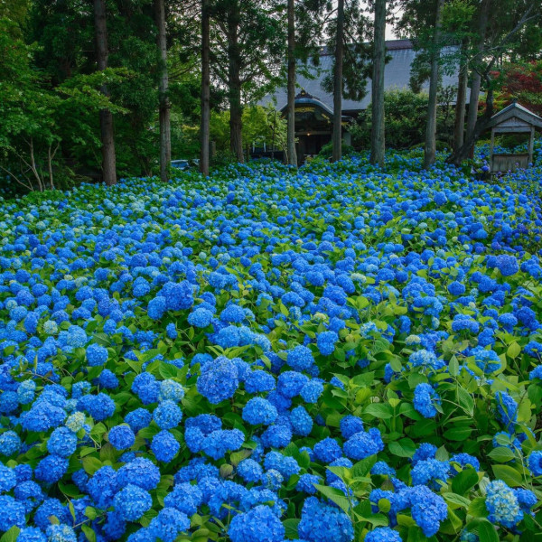 雲昌寺（圖片來源：Facebook@雲昌寺 ）