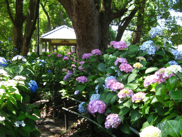 藤森神社（圖片來源：X@fujinomori505）