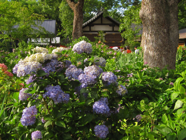 藤森神社（圖片來源：X@fujinomori505）