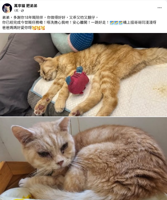 萬寧貓「弟弟」離世享壽18歲港人不捨：謝謝你陪伴我們成長