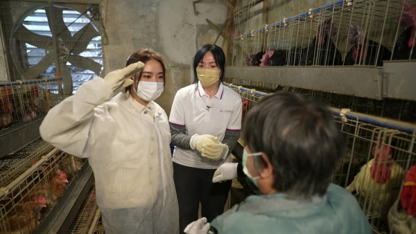 戴祖儀試做雞農一人照顧5,500隻雞  超辛苦體驗嗌晒救命遭勒令收聲