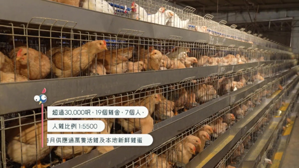 戴祖儀試做雞農一人照顧5,500隻雞  超辛苦體驗嗌晒救命遭勒令收聲