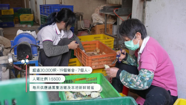 戴祖儀試做雞農一人照顧5,500隻雞  超辛苦體驗嗌晒救命遭勒令收聲