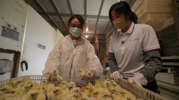 戴祖儀試做雞農一人照顧5,500隻雞  超辛苦體驗嗌晒救命遭勒令收聲