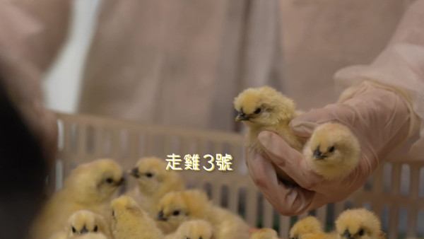 戴祖儀試做雞農一人照顧5,500隻雞  超辛苦體驗嗌晒救命遭勒令收聲