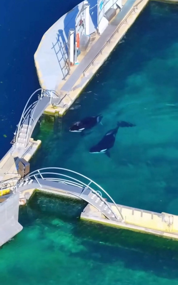 虎鯨母子被困廢棄水族館｜被困逾4個月 被拍下在廢池無助游動