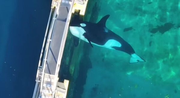 虎鯨母子被困廢棄水族館｜被困逾4個月 被拍下在廢池無助游動