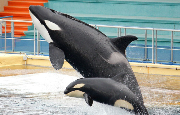 虎鯨母子被困廢棄水族館｜被困逾4個月 被拍下在廢池無助游動