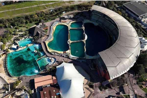 虎鯨母子被困廢棄水族館｜被困逾4個月 被拍下在廢池無助游動