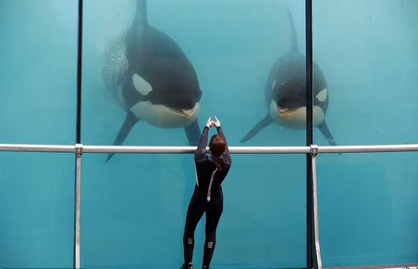 虎鯨母子被困廢棄水族館｜被困逾4個月 被拍下在廢池無助游動