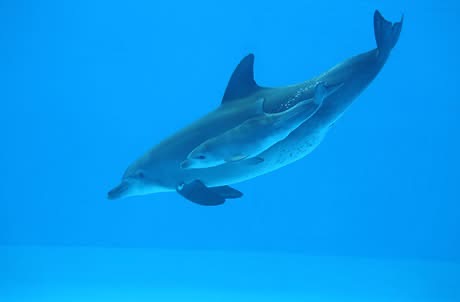 海洋公園24歲雌性樽鼻海豚Rita離世 已初步解剖以確定死因