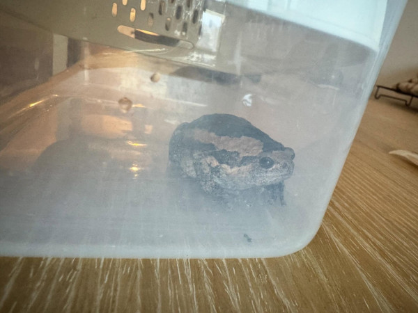 旅行回家行李驚藏一動物!網友揭真身不能放生!專家警告有輕微毒性