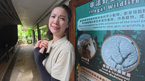 陳曉華用蟲餵鸚鵡與蛇寶寶親密接觸 嚇到瘋狂揼地喊驚：佢哋好活躍呀