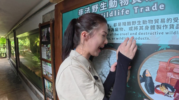 陳曉華用蟲餵鸚鵡與蛇寶寶親密接觸 嚇到瘋狂揼地喊驚：佢哋好活躍呀