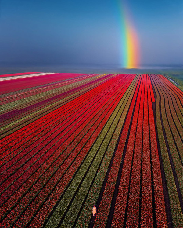 轉瞬即逝蒲公英連身裙 用上近千朵花蕾!同時綻放如煙火超震撼