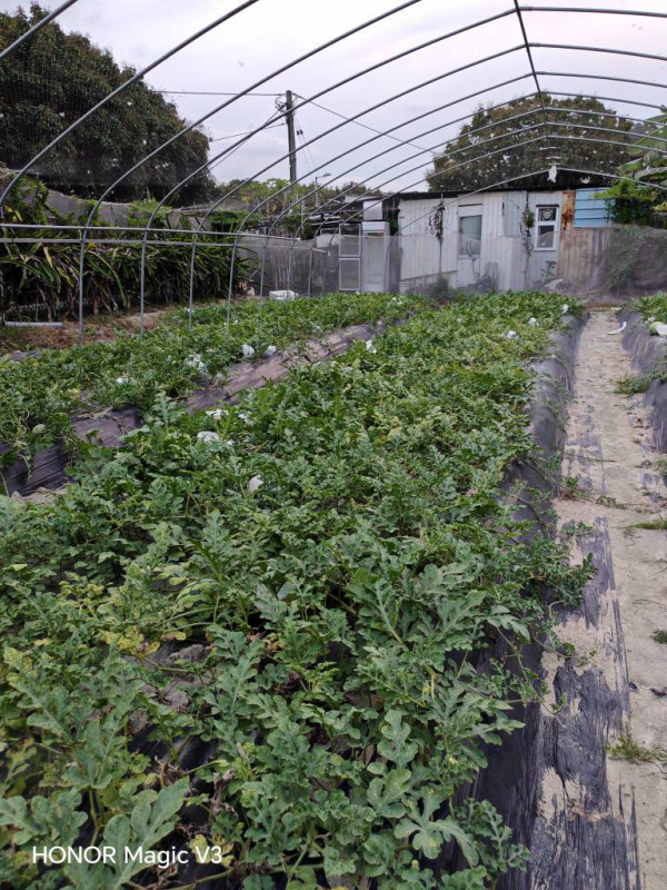 朗屏士多啤梨葡萄園（圖片來源：Facebook @朗屏士多啤梨葡萄園）