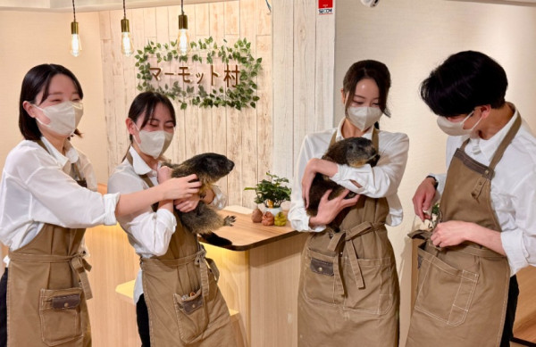 日本首家土撥鼠主題cafe｜東京開幕$80起 享受療癒互動體驗
