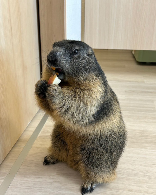 日本首間土撥鼠主題cafe東京開幕！80元起體驗與土撥鼠互動超療癒 
