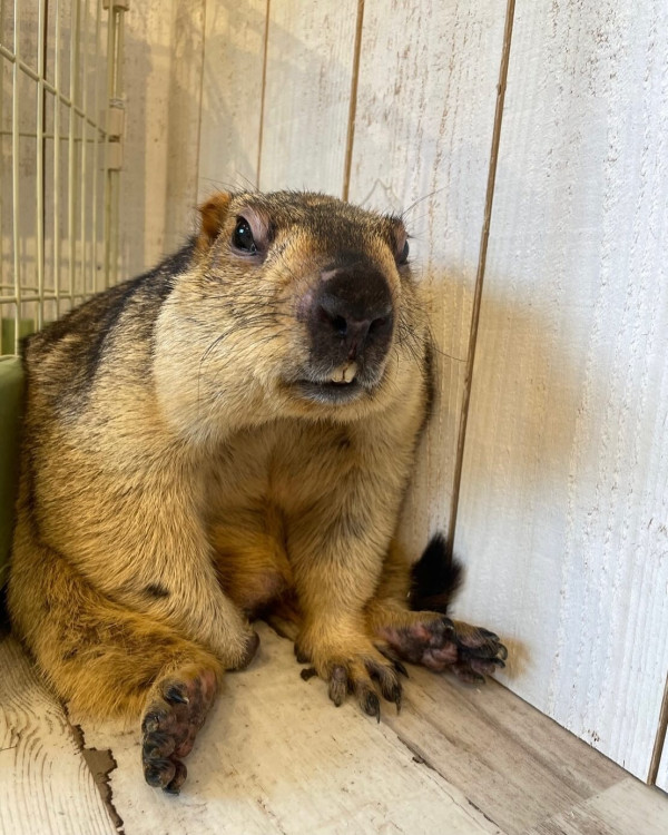 日本首間土撥鼠主題cafe東京開幕！80元起體驗與土撥鼠互動超療癒 