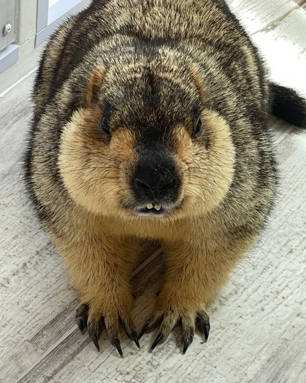 日本首家土撥鼠主題cafe｜東京開幕$80起 享受療癒互動體驗