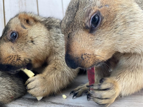 日本首間土撥鼠主題cafe東京開幕！80元起體驗與土撥鼠互動超療癒 