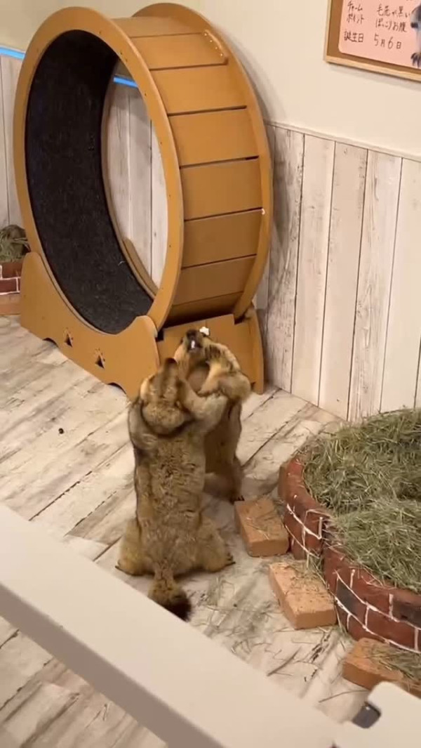 日本首間土撥鼠主題cafe東京開幕！80元起體驗與土撥鼠互動超療癒 