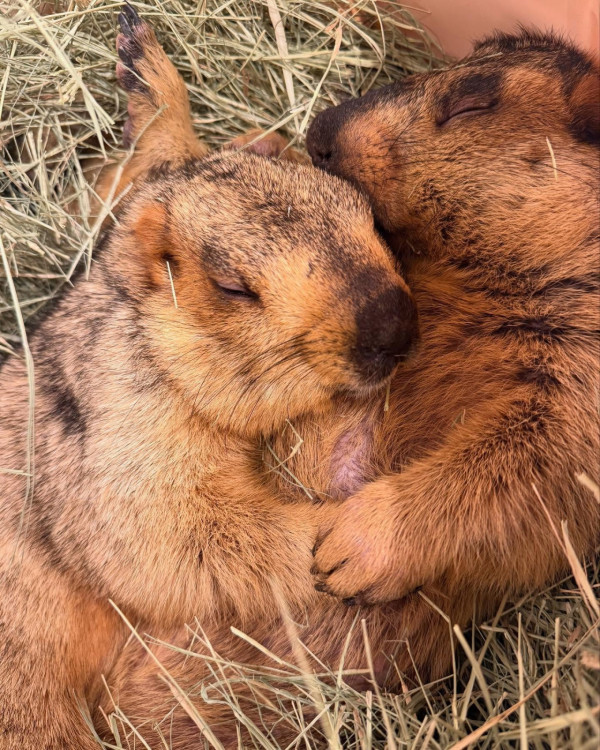 日本首間土撥鼠主題cafe東京開幕！80元起體驗與土撥鼠互動超療癒 