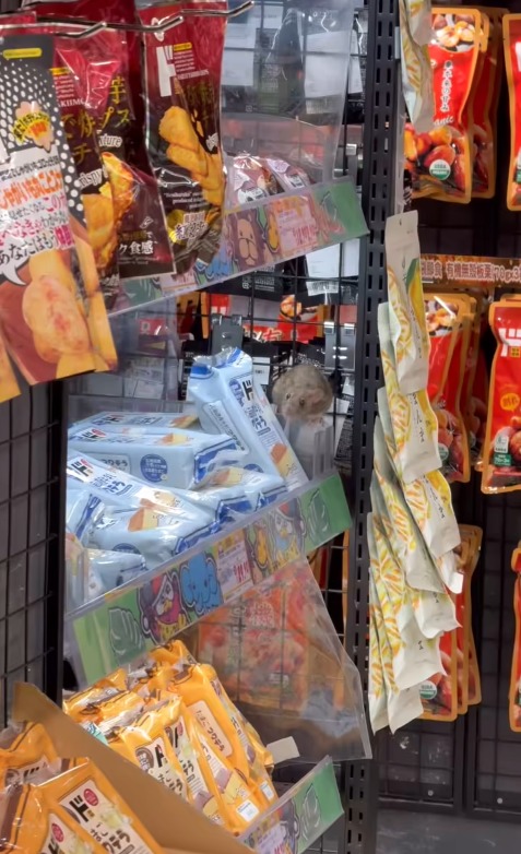 黃埔DONKI老鼠貨架揀零食 外形毛色惹議：估計係食刺身大
