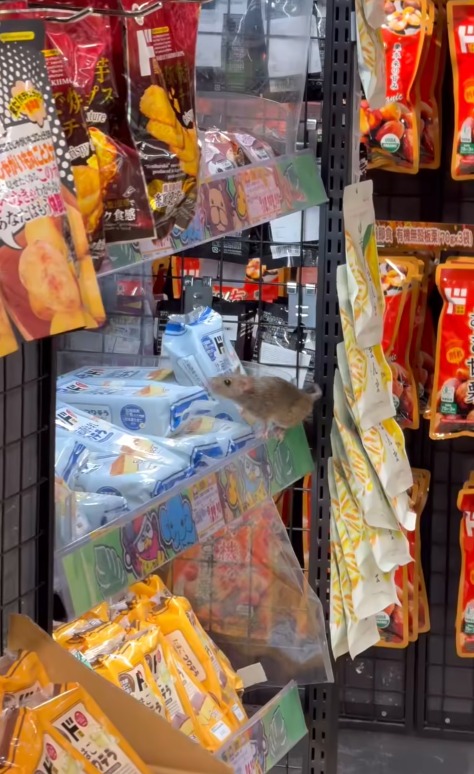 黃埔DONKI老鼠貨架揀零食 外形毛色惹議：估計係食刺身大