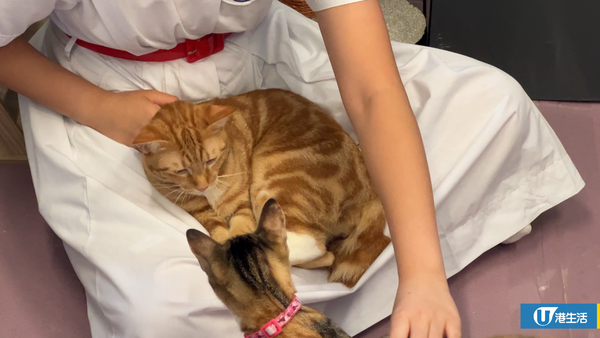 屯門中學師生合力拯救4隻流浪貓BB 校內首設貓Cafe！助學生減壓+啟發生命意義