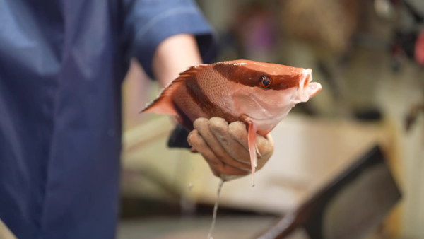 賴慰玲做魚檔劏魚販死纏難打講價 Super Tiger劉展霆家族魚檔生意曝光  