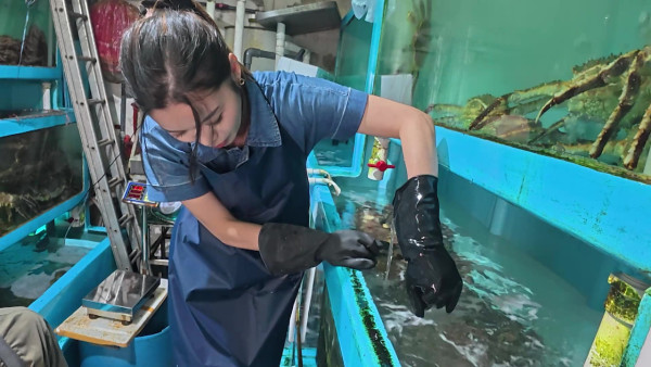 賴慰玲做魚檔劏魚販死纏難打講價 Super Tiger劉展霆家族魚檔生意曝光  