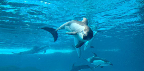 珠海長隆海洋王國遊玩攻略（圖片來源︰珠海長隆海洋王國官方網站）