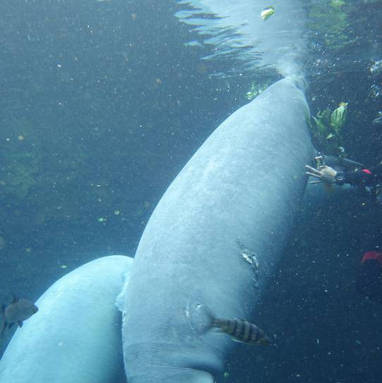 珠海長隆海洋王國遊玩攻略（圖片來源︰珠海長隆海洋王國官方網站）
