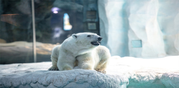 珠海長隆海洋王國遊玩攻略（圖片來源︰珠海長隆海洋王國官方網站）