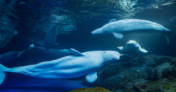 珠海長隆海洋王國遊玩攻略（圖片來源︰珠海長隆海洋王國官方網站）