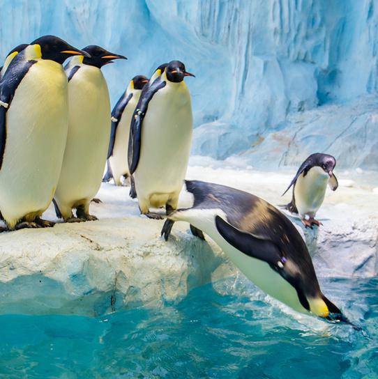 珠海長隆海洋王國遊玩攻略（圖片來源︰珠海長隆海洋王國官方網站）