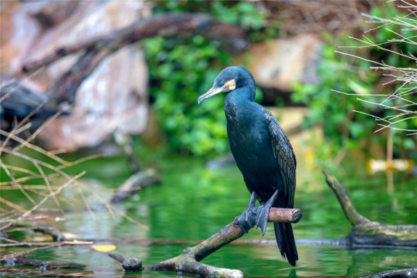 珠海長隆海洋王國遊玩攻略（圖片來源︰珠海長隆海洋王國官方網站）