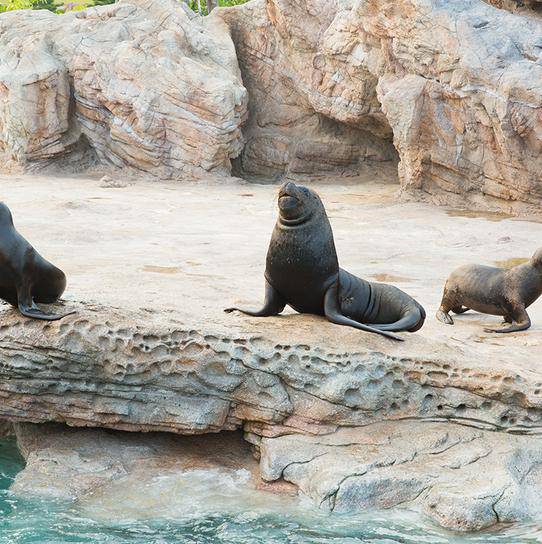 珠海長隆海洋王國遊玩攻略（圖片來源︰珠海長隆海洋王國官方網站）