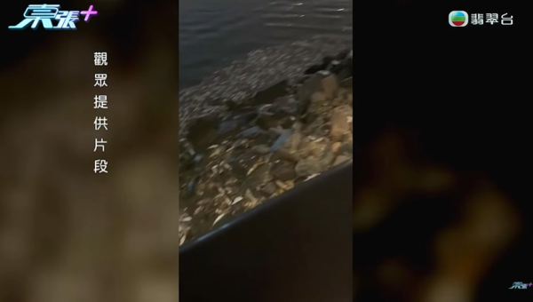 啟德河現大量死魚，圖片來源︰東張西望。
